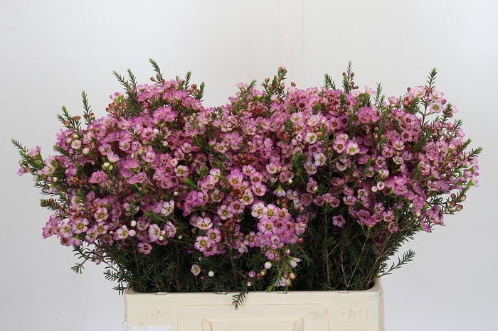 <h4>Chamelaucium Adi</h4>