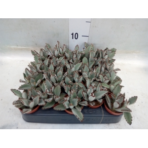 Kalanchoe NF tomentosa