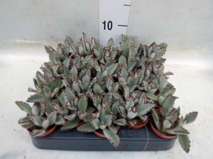 <h4>Kalanchoe NF tomentosa</h4>