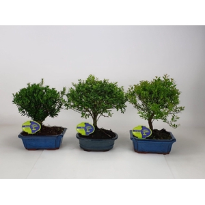 Bonsai mix outdoor, 20cm., broom, without drip tray - ilex, syzygium, rhododendron, buxus harlandii