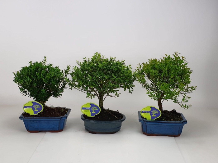 <h4>Bonsai mix outdoor, 20cm., broom, without drip tray - ilex, syzygium, rhododendron, buxus harlandii</h4>
