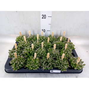 Hylocereus undatus