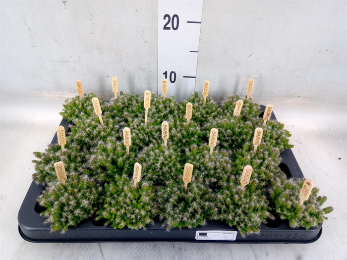 <h4>Hylocereus undatus</h4>