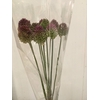 ALLIUM SPHAEROCEPHAL