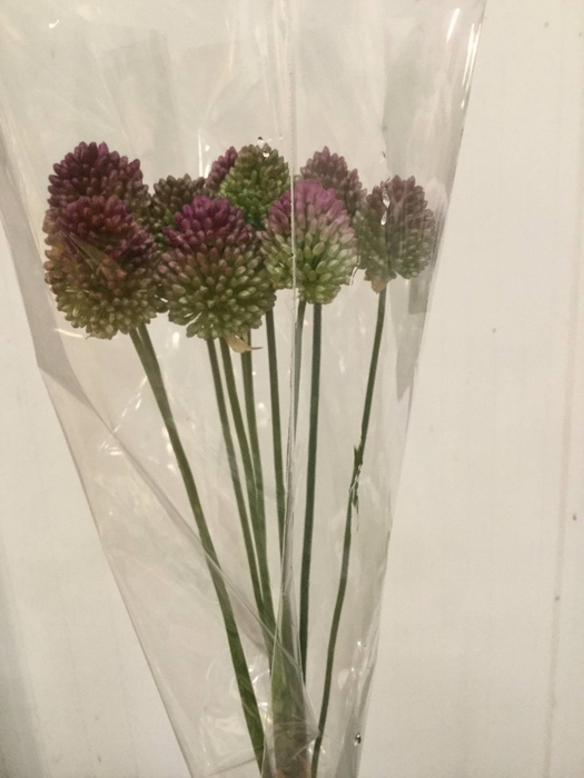 ALLIUM SPHAEROCEPHAL