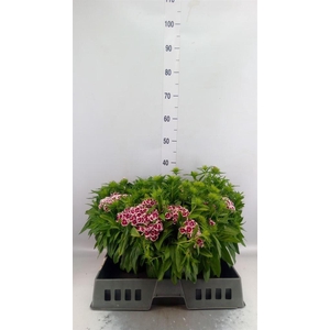 Dianthus barb. 'Barbarini Purp Bic'