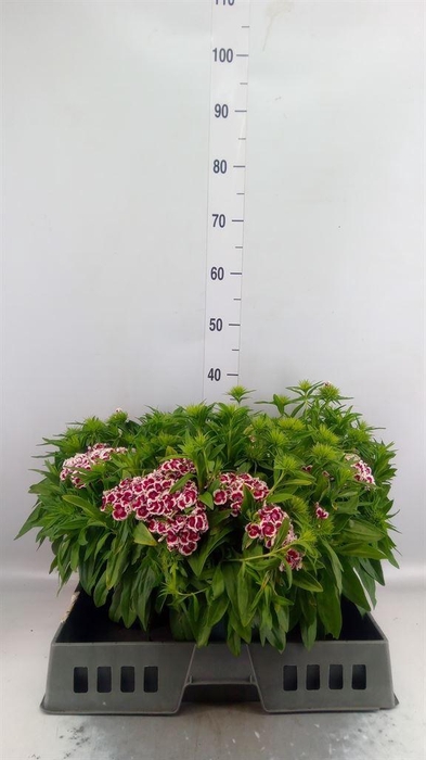 <h4>Dianthus barb. 'Barbarini Purp Bic'</h4>