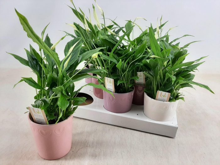 <h4>SPATH CHOPIN</h4>