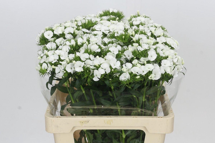<h4>Dianthus Br Duke</h4>