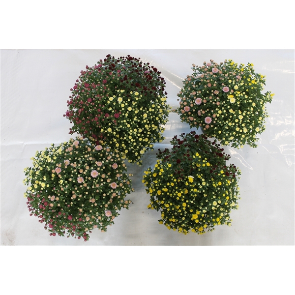 <h4>Rock and Roll mixdoos pot 19 cm</h4>