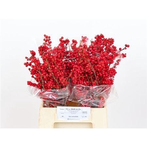 Ilex Ve Rode Bes 45cm