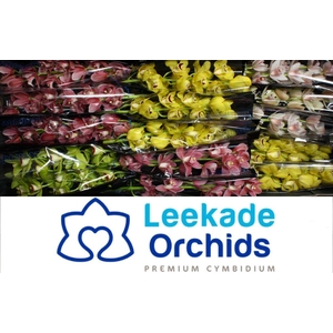 CYMB MI SPRING MIX Leekade X18 20% extra packed