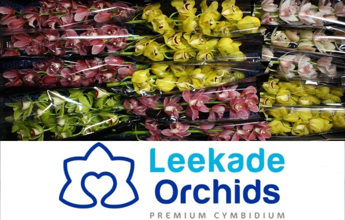 <h4>Cymb Mi Spring Mix Leekade X8</h4>