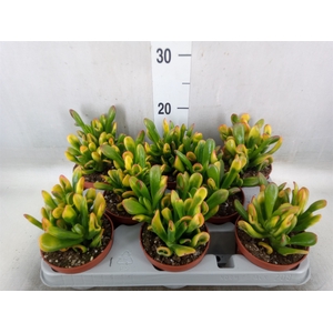 Crassula ovata 'Horn Tree'