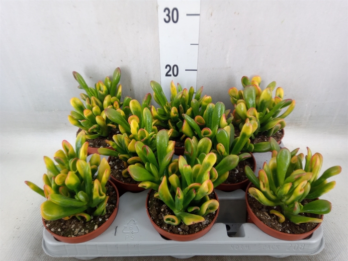 <h4>Crassula ovata 'Horn Tree'</h4>