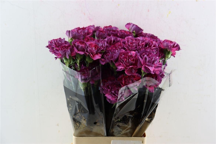 <h4>Di St Tatis</h4>