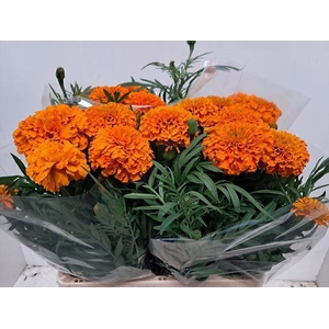 TAG E PROMISE ORANGE