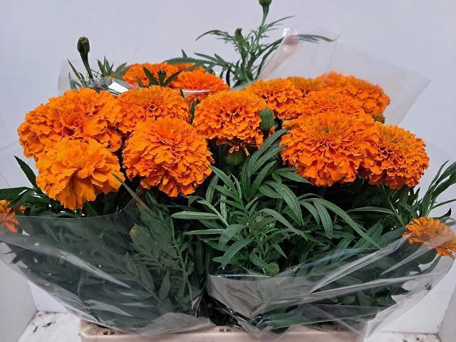 <h4>TAG E PROMISE ORANGE</h4>