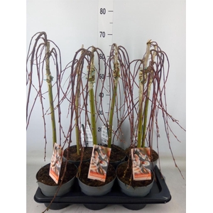 Salix caprea 'Kilmarnock'