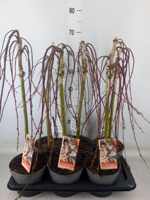 <h4>Salix caprea 'Kilmarnock'</h4>
