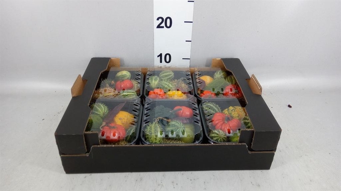 <h4>Cucumis  'Decumis'   .../stuk</h4>