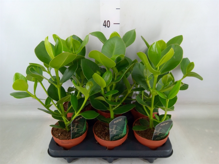 <h4>Clusia rosea 'Princess'</h4>