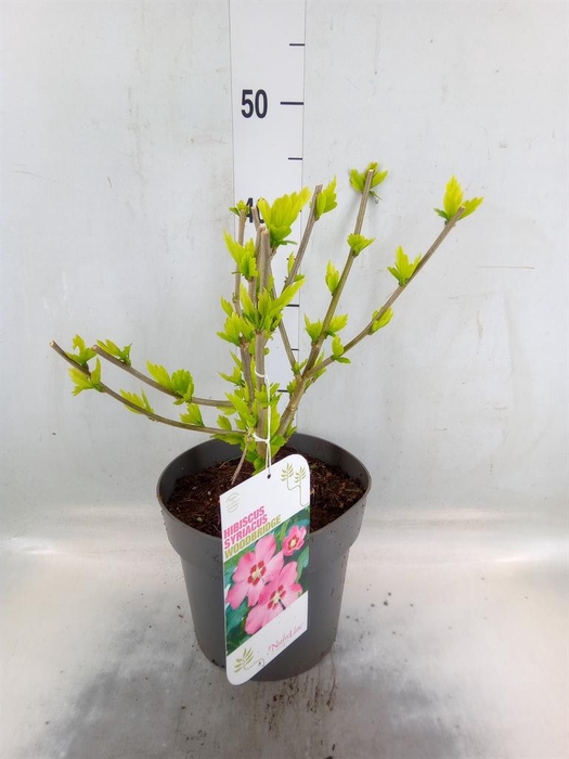 <h4>Hibiscus syriacus 'Woodbridge'</h4>