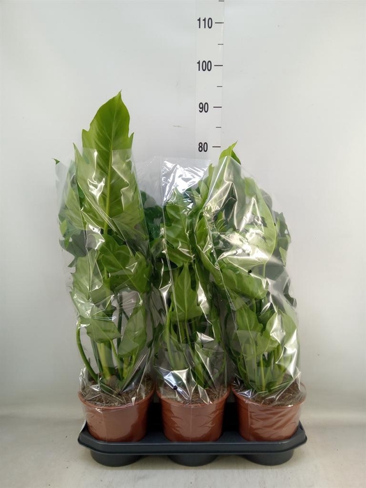 <h4>Philodendron ...</h4>