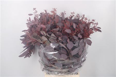 <h4>Euca Populus Berry V Red Per Bunch</h4>