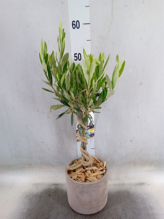 <h4>Arr.   Tuinplanten H%</h4>