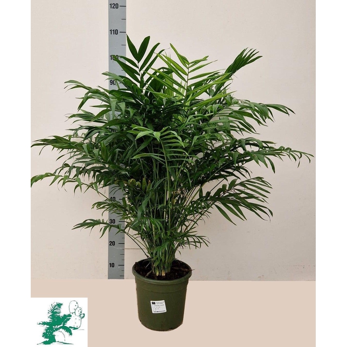 <h4>CHAMAED ELEGANS</h4>