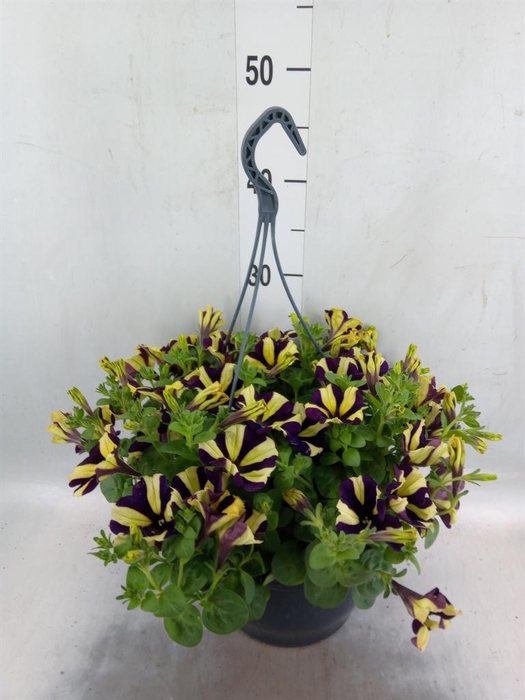 <h4>Petunia   ...</h4>