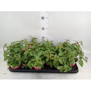 Fuchsia  'Bella Fuchsia Lydia'