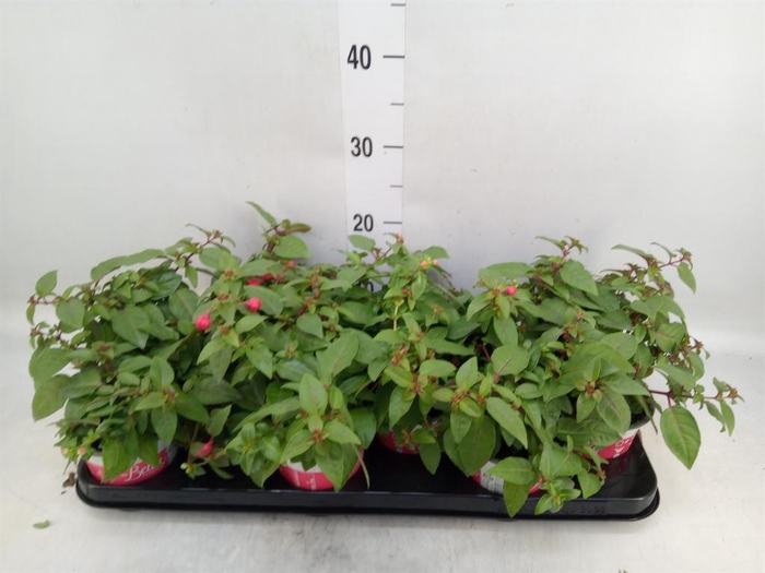 <h4>Fuchsia  'Bella Fuchsia Lydia'</h4>