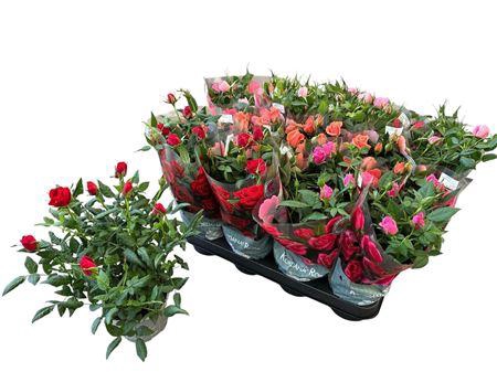 <h4>Ro Kordana Gem 4 Srt</h4>