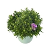 Aster Henri I Pink