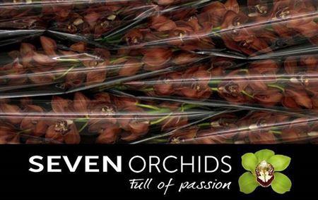 <h4>Cymb T Fredericka</h4>