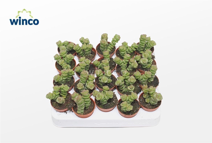 <h4>Crassula Marneriana (jade)</h4>