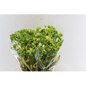 Fr Du Volante White Op Kleur