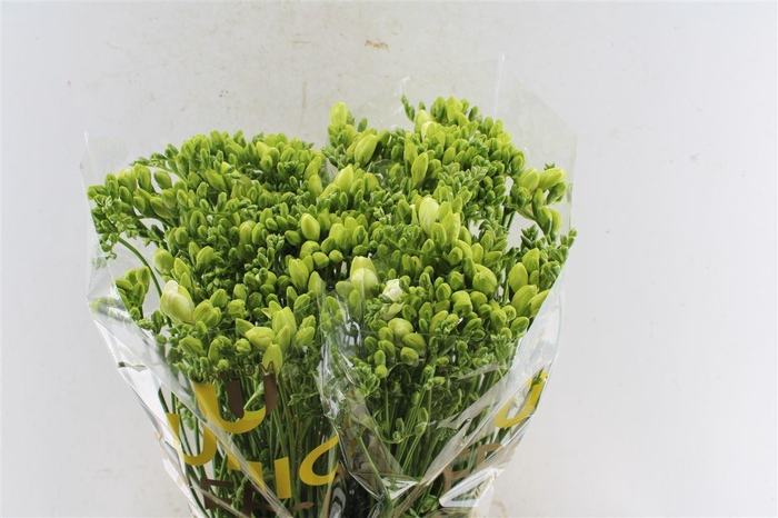 <h4>Fr Du Volante White Op Kleur</h4>