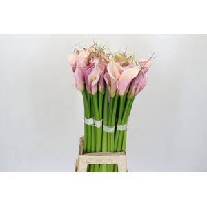 Zantedeschia Eydolls Purple Pink