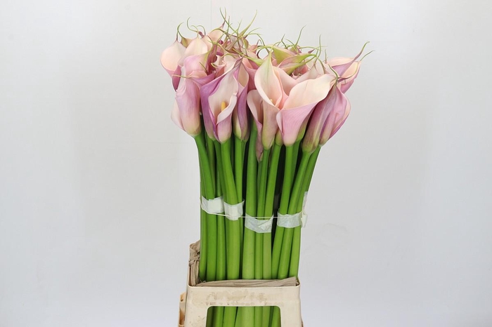 <h4>Zantedeschia Eydolls Purple Pink</h4>