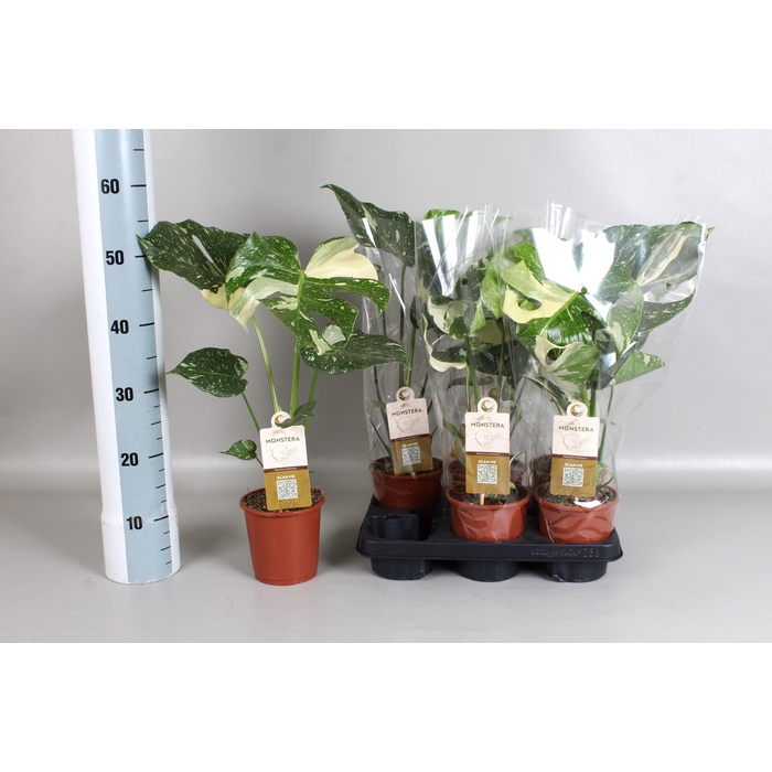 <h4>MONSTERA DEL VARIEGA</h4>