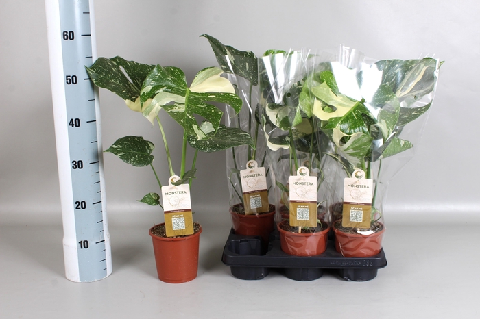 <h4>MONSTERA DEL VARIEGA</h4>
