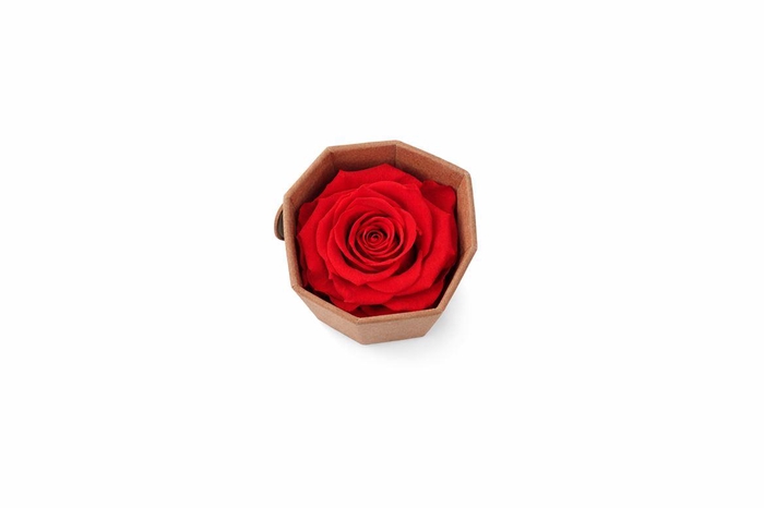 <h4>Ro Pres Medium Scarlet</h4>