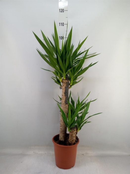 <h4>Yucca   ...</h4>