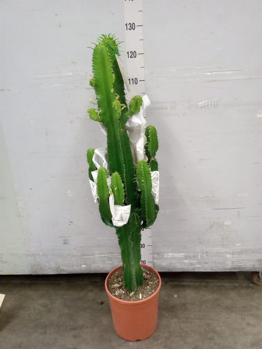 <h4>Euphorbia candelabrum</h4>