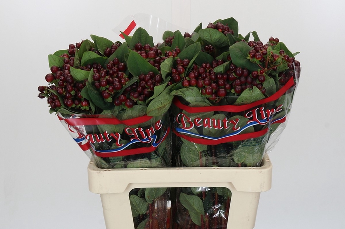 <h4>Hypericum Globo Burgundy</h4>