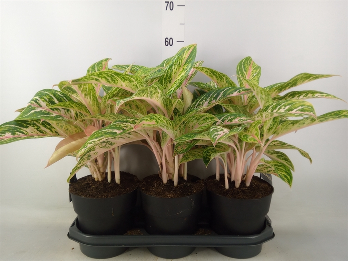 <h4>Aglaonema  'Cocomelon'</h4>