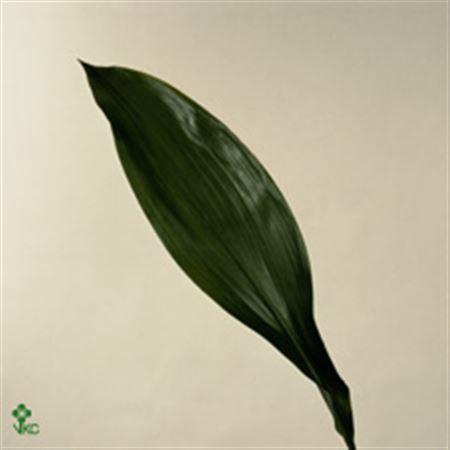 <h4>Aspid Elatior</h4>